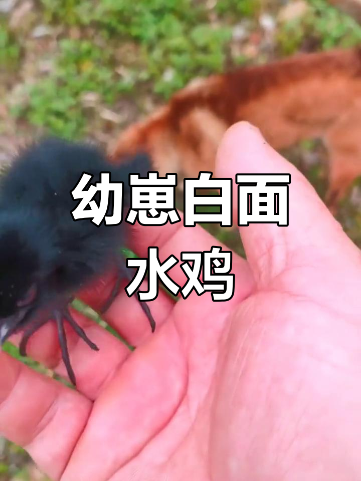 白面水鸡的可爱瞬间