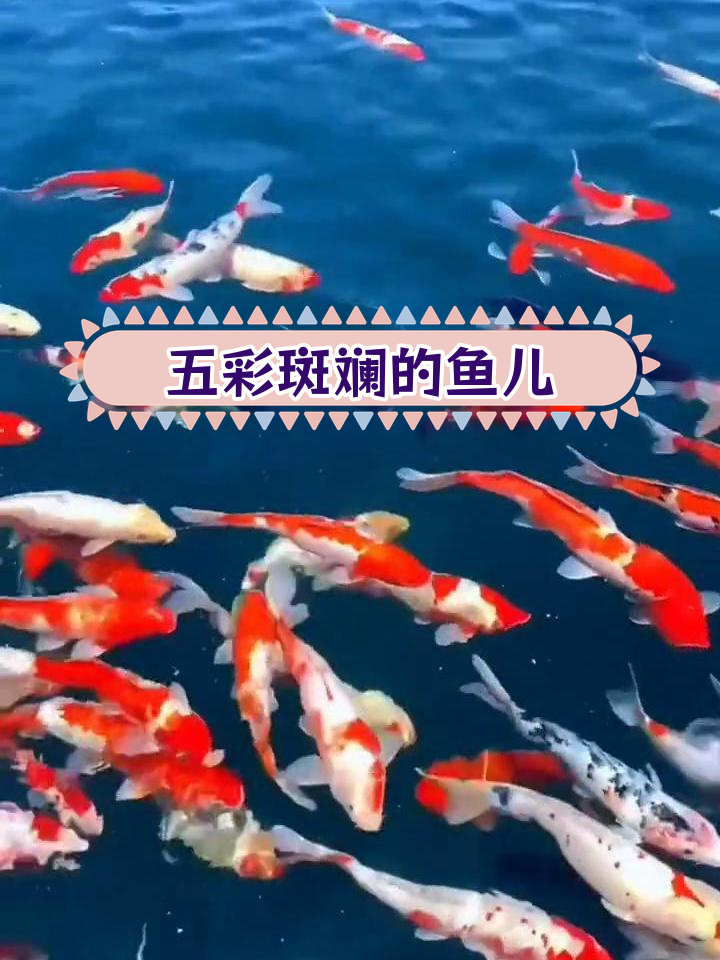 海洋中的多彩鱼类,形态各异