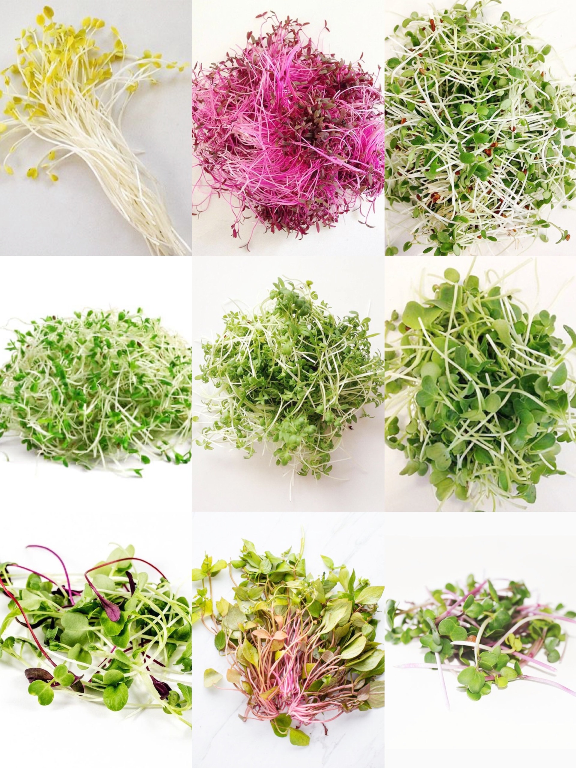 新手5天 就能种出来的芽苗菜教程来咯