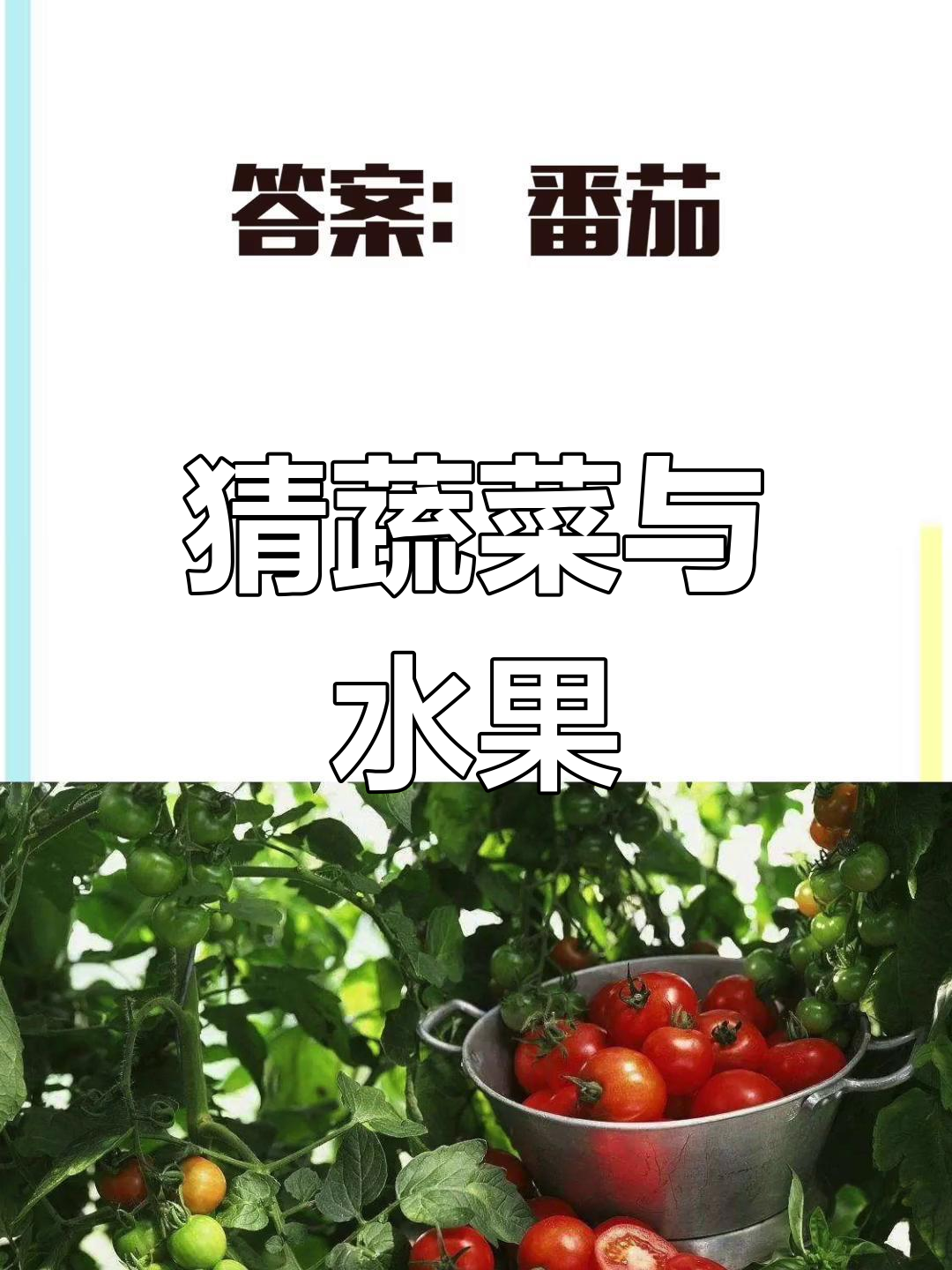 儿童谜语:番茄与制糖水果