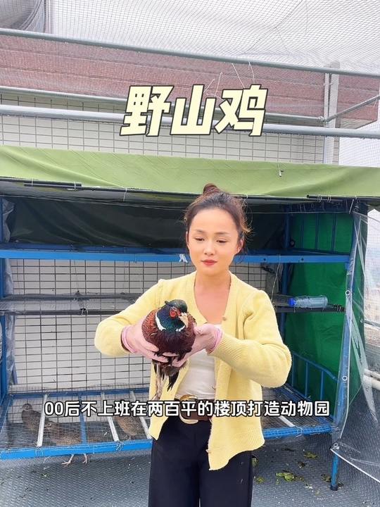 新成员野山鸡入住,楼顶养鸡真实分享