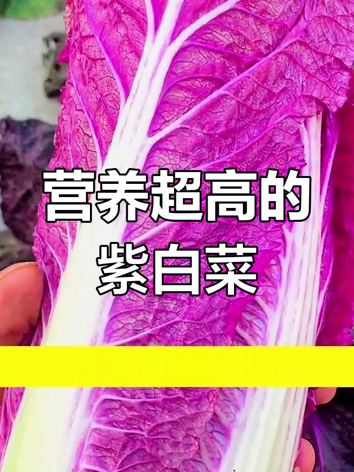 紫白菜比牛肉贵,家庭种植轻松学