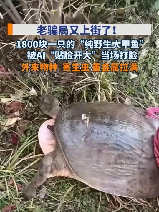 1800块一只的“纯野生大甲鱼”，老骗局又上街了！外来物种，寄生虫重金属拉满#号称野生鳖要
