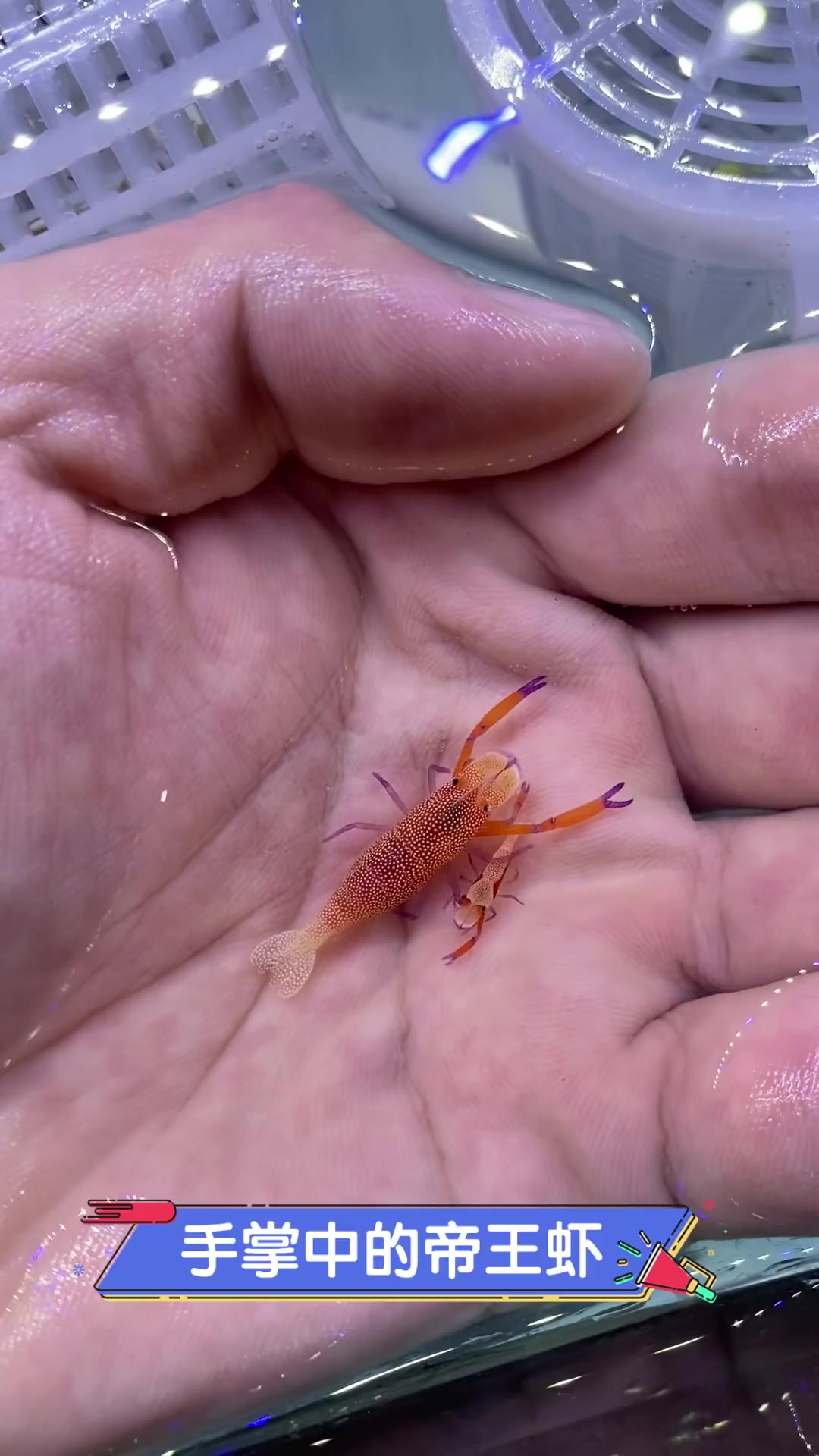 手掌中的帝王虾