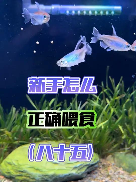 从0开始学养鱼「第八十五节」新手怎么正确喂食