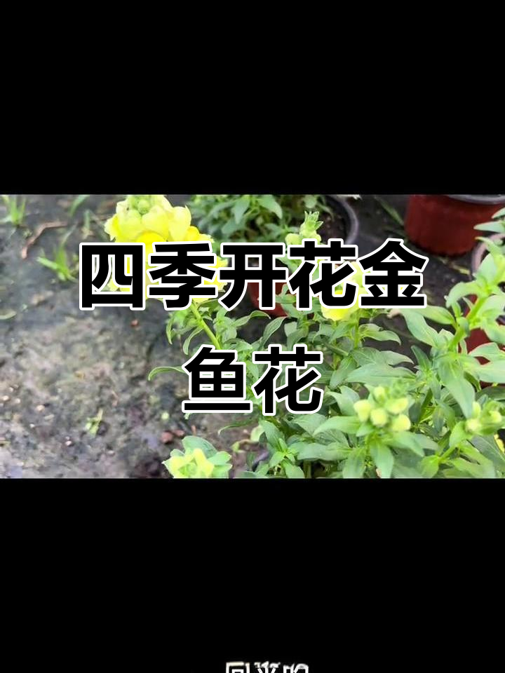 金鱼花四季绽放,为何有人舍得放弃?