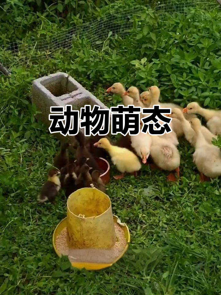 小鹅小鸭纷纷破壳，大小不一，和谐共处无争斗
