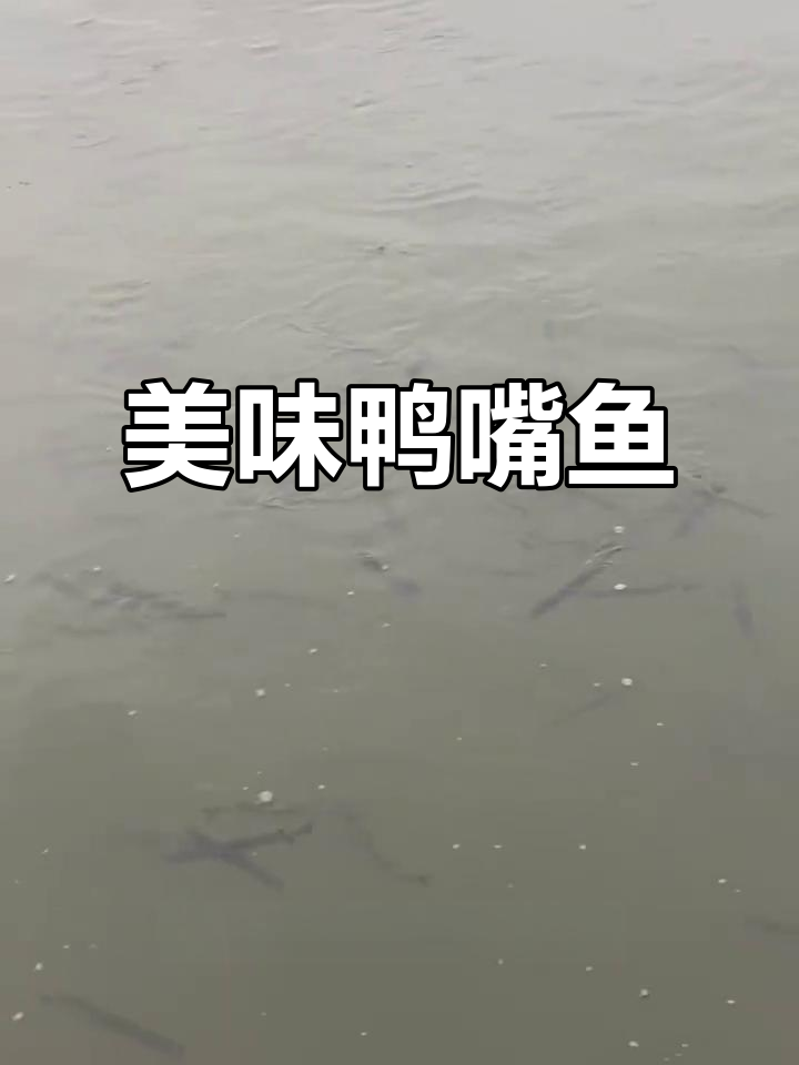 鸭嘴鱼:鲜美无刺,营养丰富,适合老人小孩食用