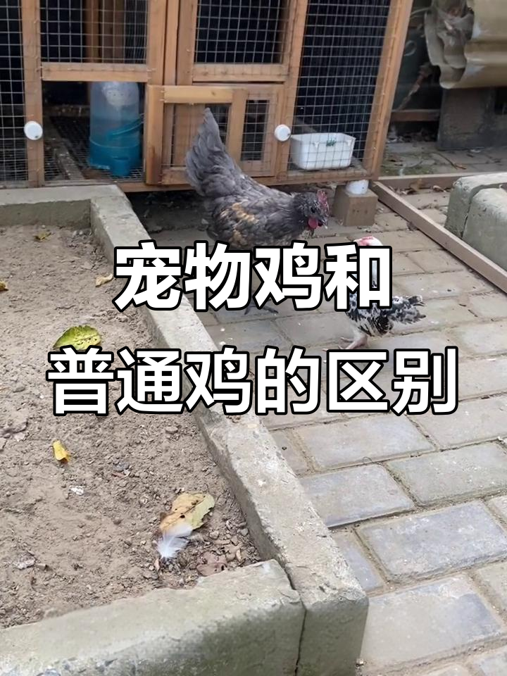 宠物鸡与普通鸡的体型差异,竟是品种不同!