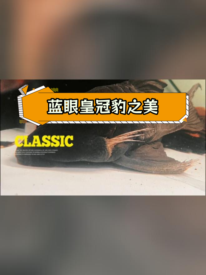 哥伦比亚蓝眼皇冠豹,霸气十足的南美异型鱼