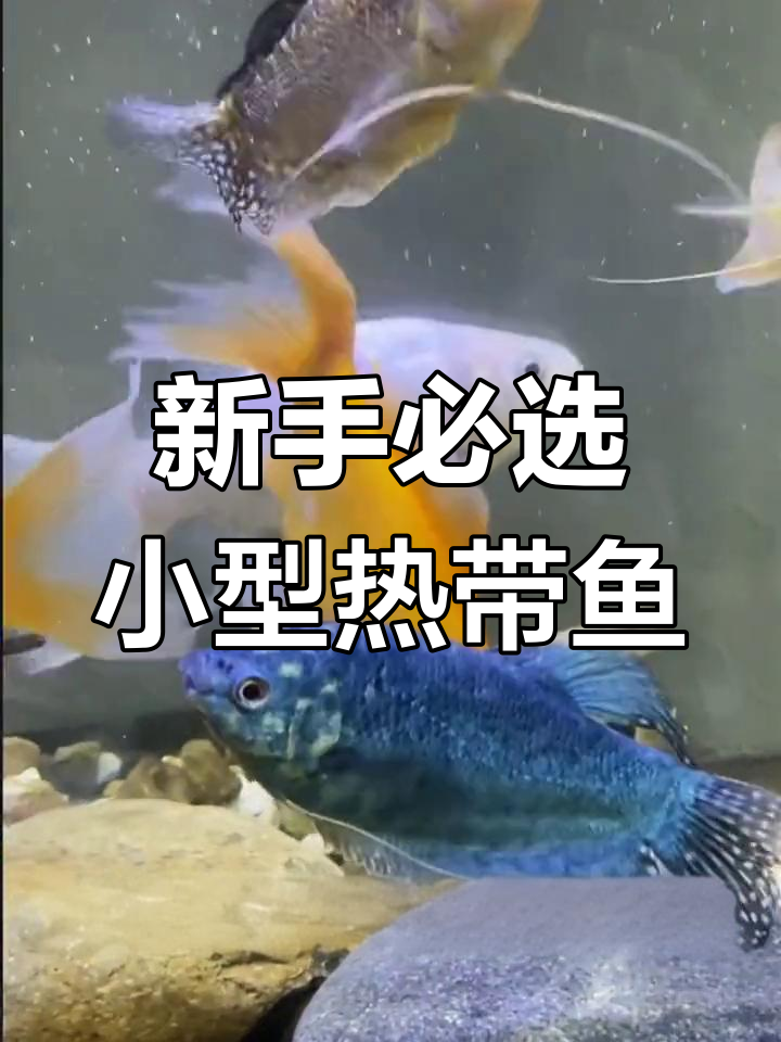适合新手养的小型热带鱼推荐