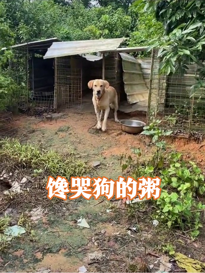 大铁锅熬粥香到飘远,狗子被拴破棚子急得直跺脚