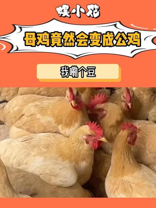 母鸡竟然还能变成公鸡