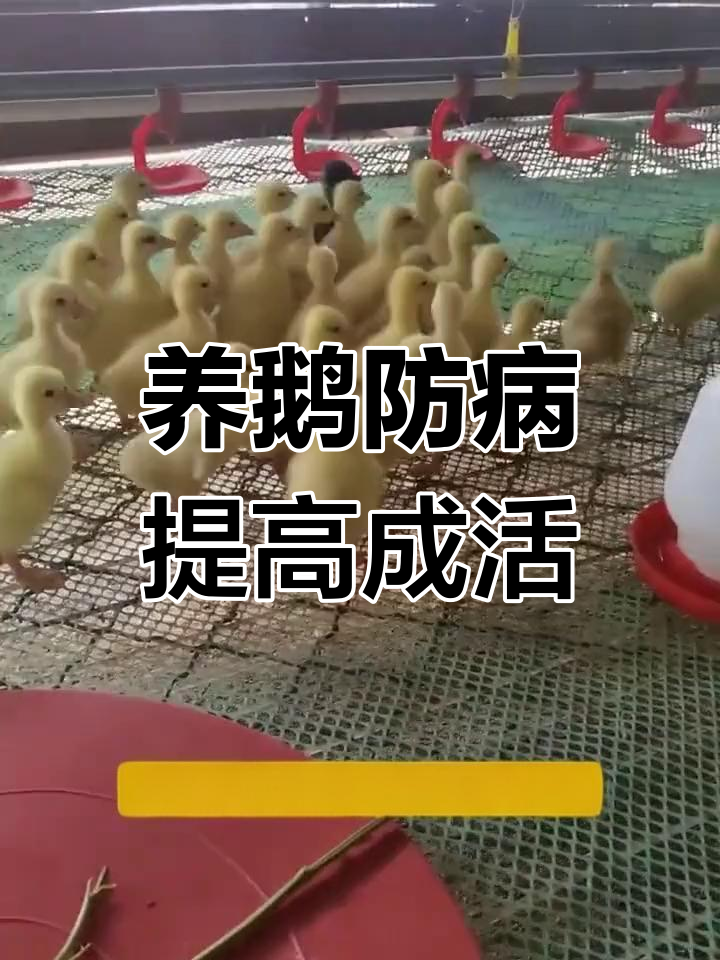 提升鹅苗成活率的关键防疫流程,轻松掌握养鹅技巧