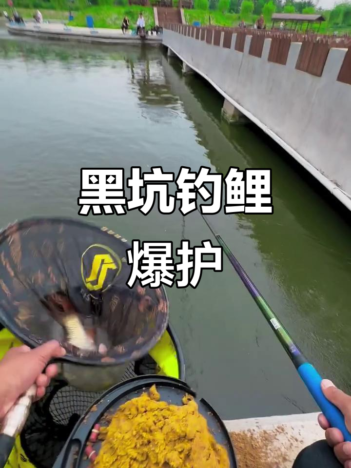 黑坑钓鱼爆护,鲤鱼连连上钩!