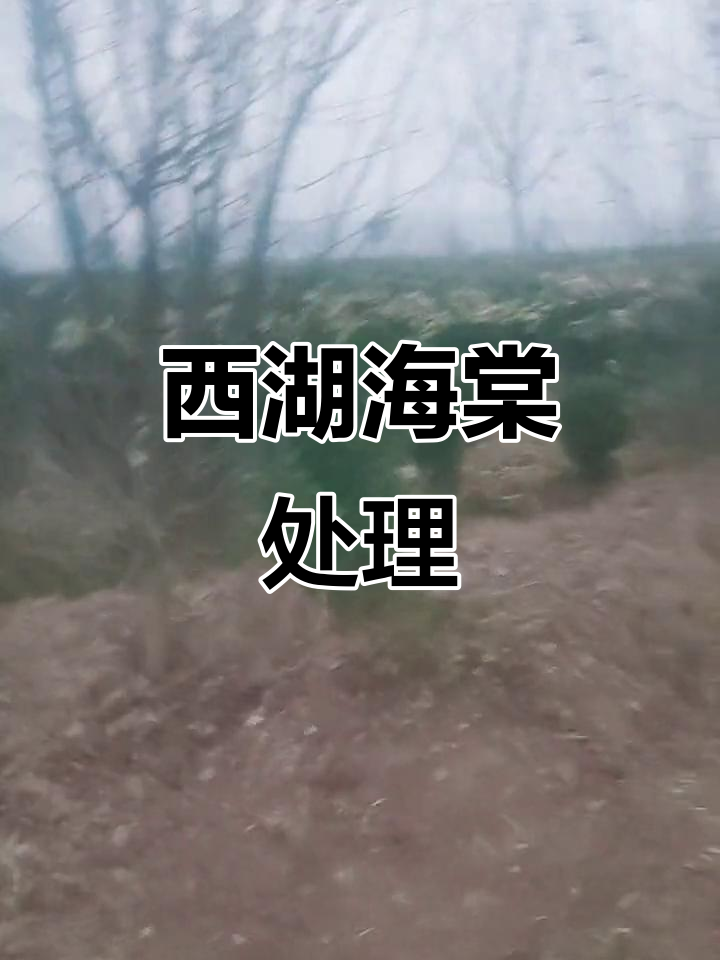 西湖海棠处理技巧:十公分冠幅大,四十颗左右轻松搞定