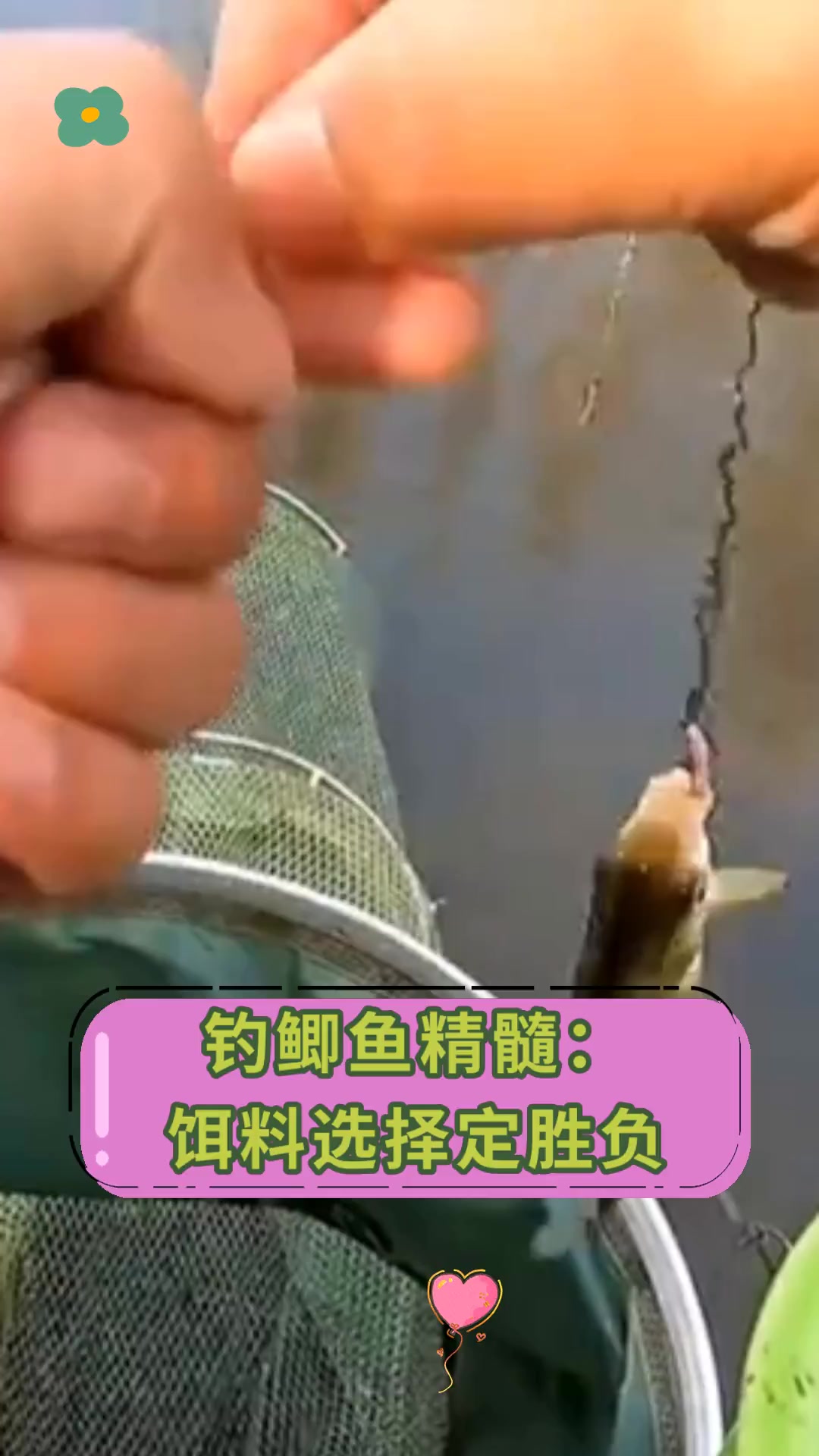 钓鲫鱼精髓:饵料选择定胜负