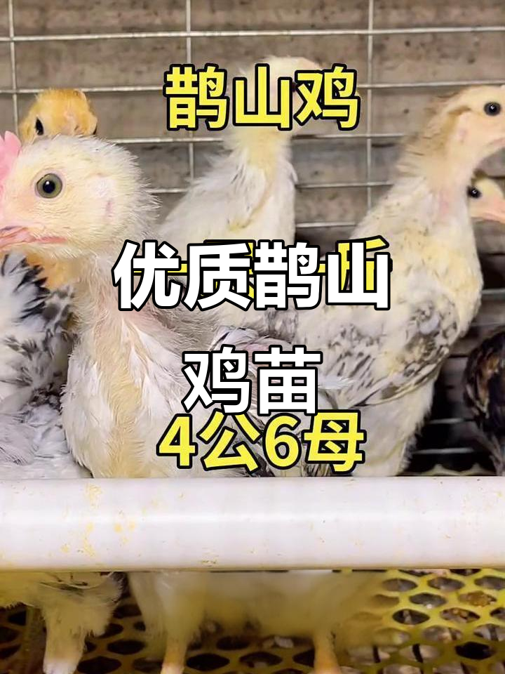 高质量鹊山鸡苗,观赏价值高