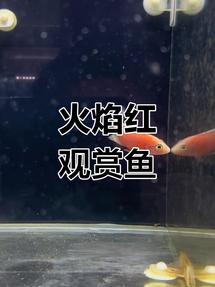 火焰红慈鲷:马拉维湖的瑰宝