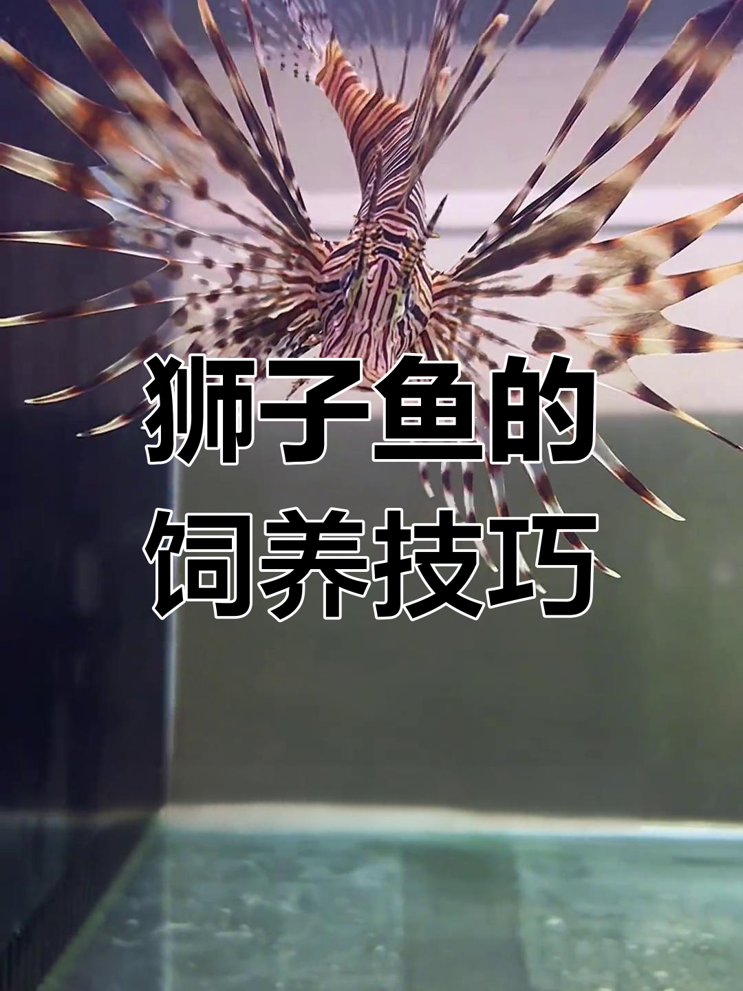 狮子鱼背鳍有毒,小心别摸