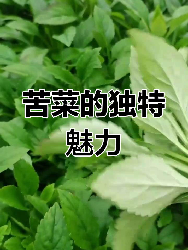 福建人钟爱苦菜,独特口感让不少人难以接受