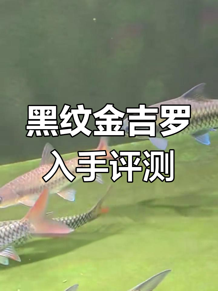 买了两条黑纹金吉罗,值不值?138天带苗日记