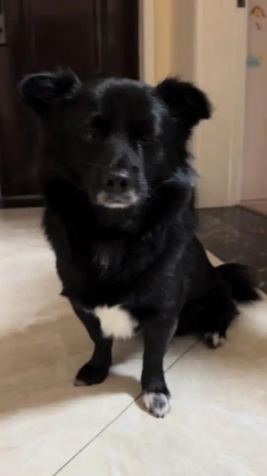 海龟汤问答 视频有点长，希望大家可以耐心看完，其实小狗狗有自己的想法，希望我们不要把自己的