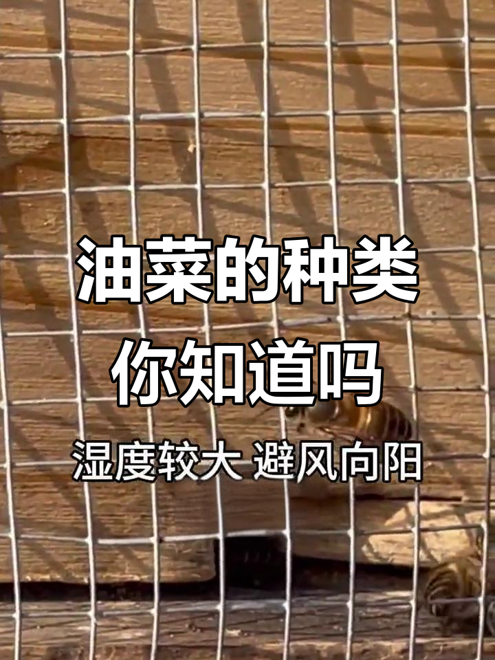 油菜品种大揭秘：云界、芥菜型油菜你了解吗？