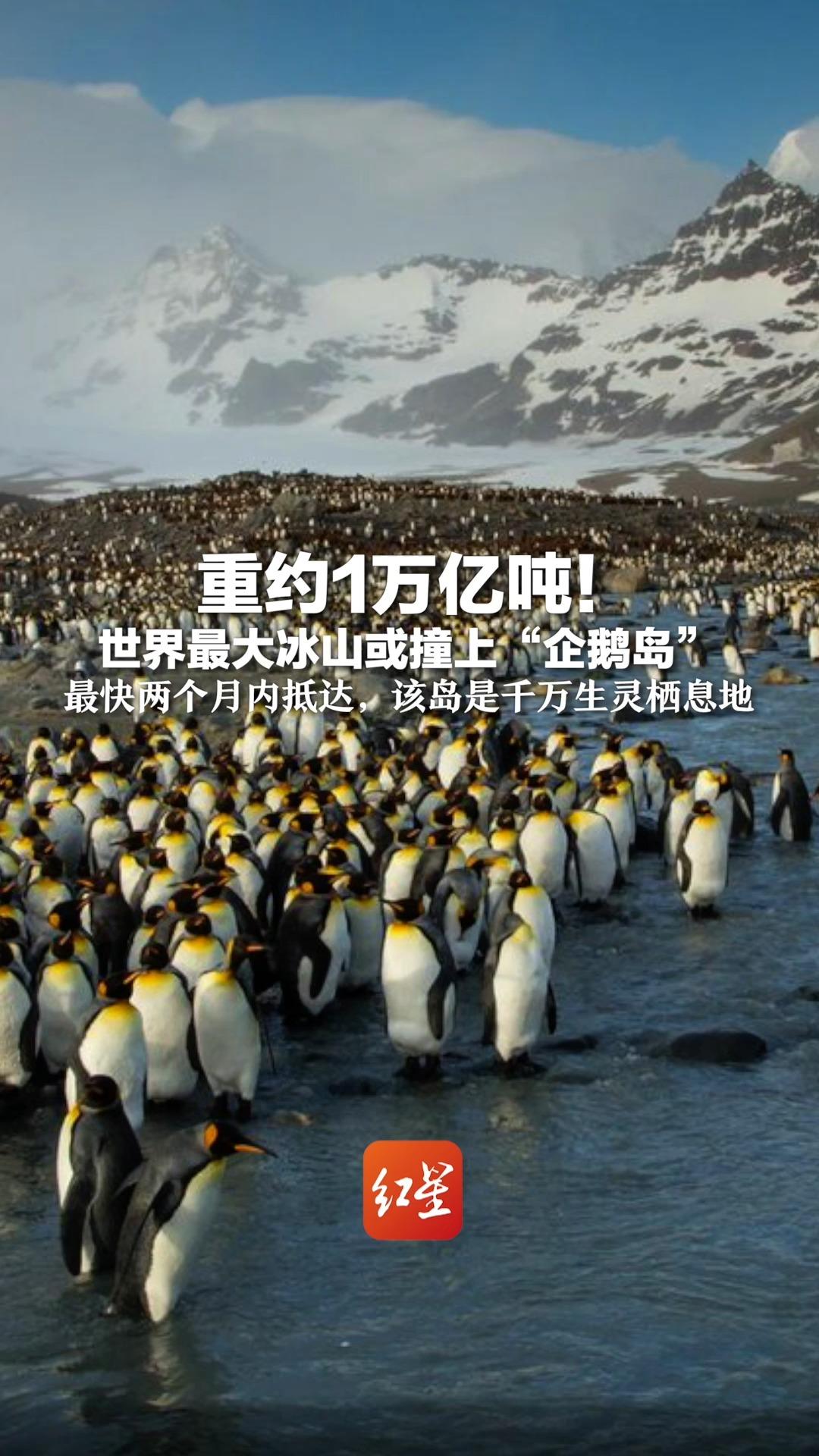 重约1万亿吨!世界最大冰山或撞上“企鹅岛” 最快两个月内抵达,该岛是千万生灵栖息地
