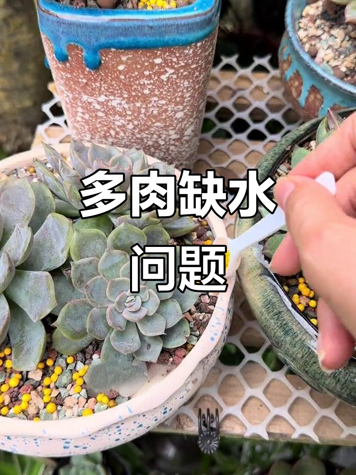 明明不缺水，多肉叶片却软了？底部干枯越来越严重