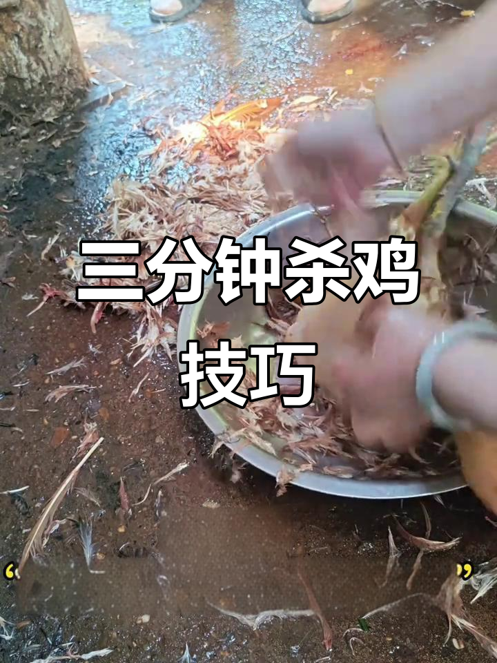 90后女孩三分钟杀鸡,动作迅速,散养鸡肉质鲜美!