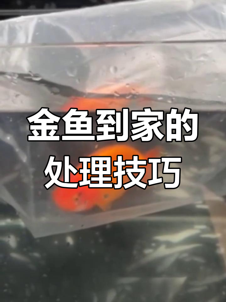 新鱼到家如何安全过温与过水