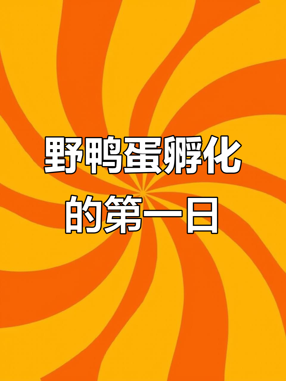 野鸭蛋孵化第一天，期待小生命的诞生