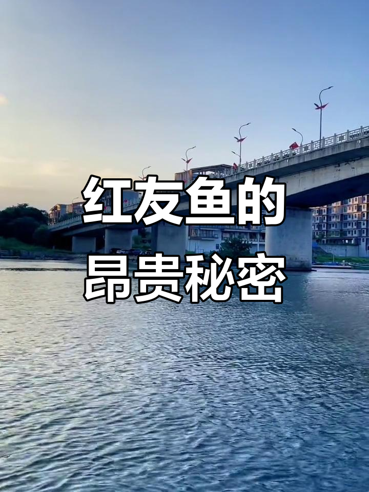 野生红友鱼价格惊人,百元一斤!