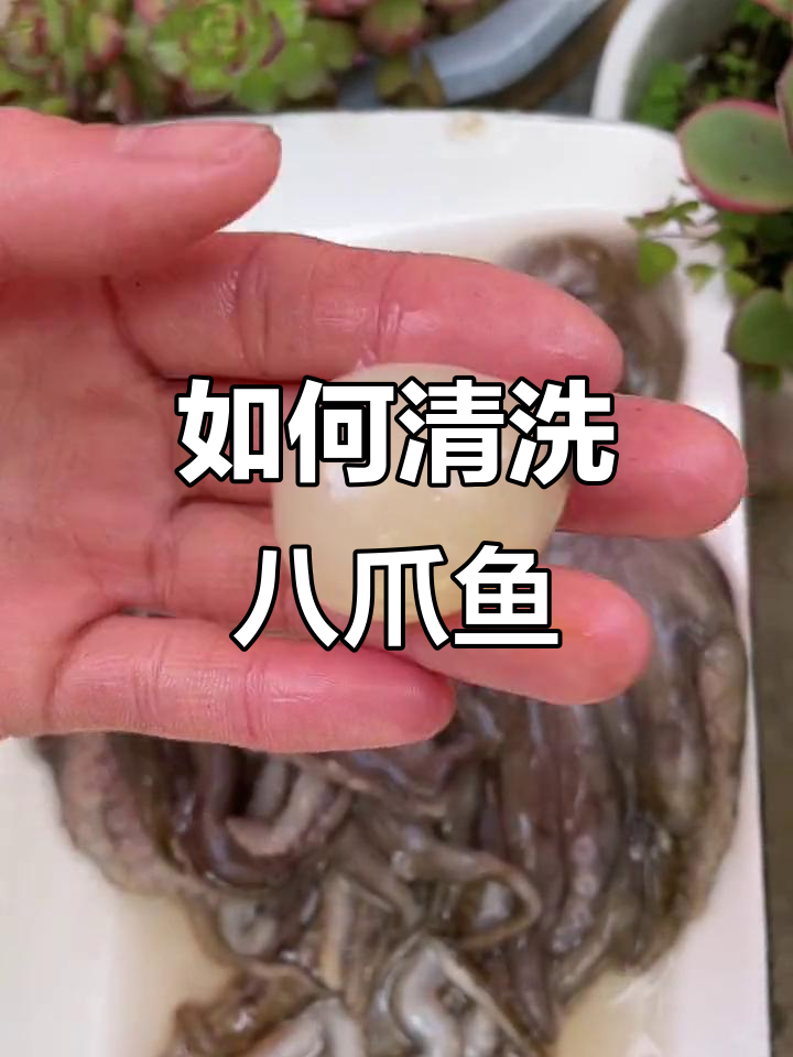 八爪鱼籽的秘密，教你如何处理内脏和牙齿