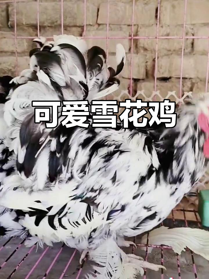 黑白相间的雪花鸡,短小精悍,萌态十足,产蛋在即!