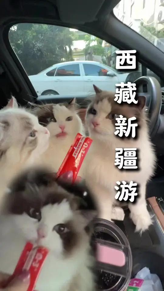 又出发啦!南方喵四次自驾进藏游记 猫舍最最早参与繁育的三只猫都功成名就陆续退役了,期间有好
