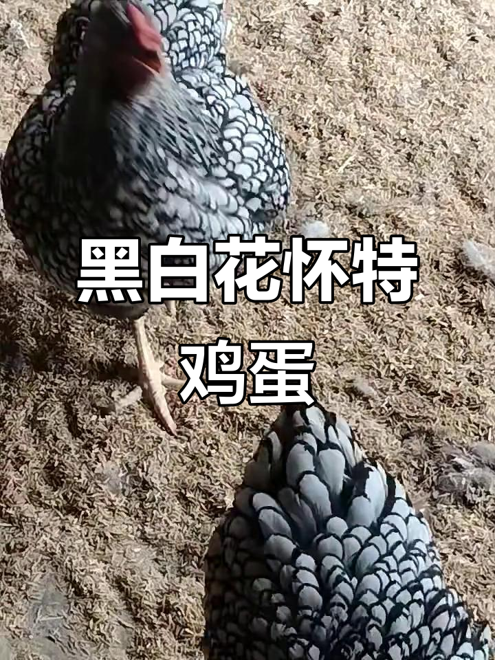 黑白花怀特鸡：鱼鳞品种与特种蛋的完美结合