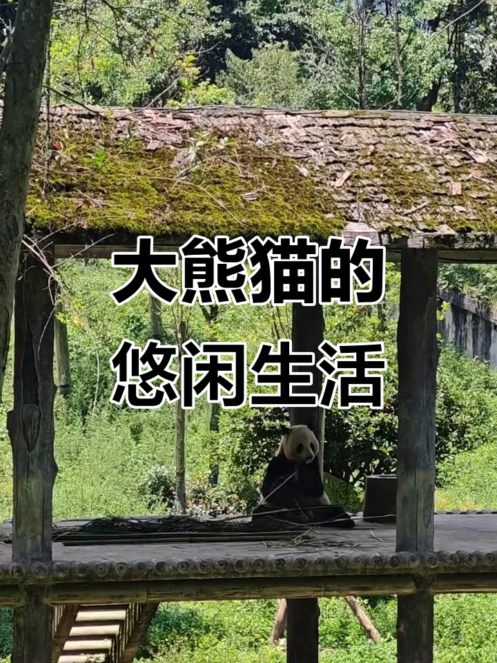 大熊猫的一天:14小时吃吃喝喝,悠闲自在