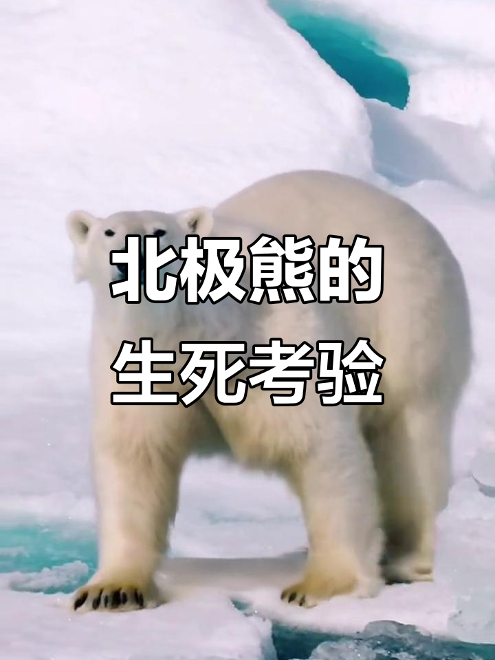 北极熊:冰原之王如何应对生存危机