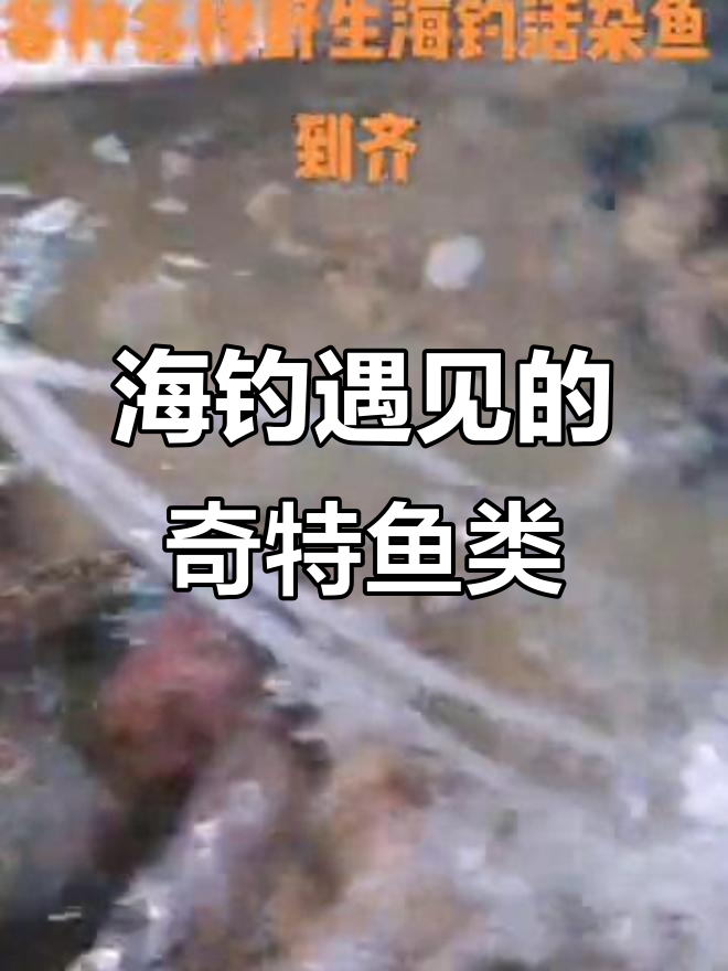 海钓大揭秘:各种奇特的活杂鱼,你见过吗?