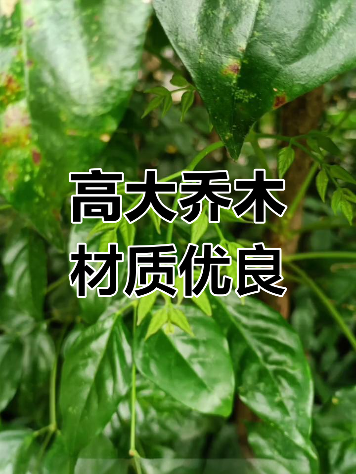 海南菜豆树:高大的木材之选