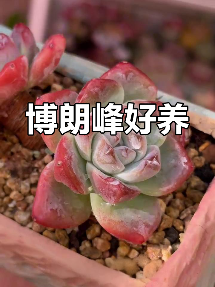 勃朗峰多肉养护心得,轻松养出可爱叶片