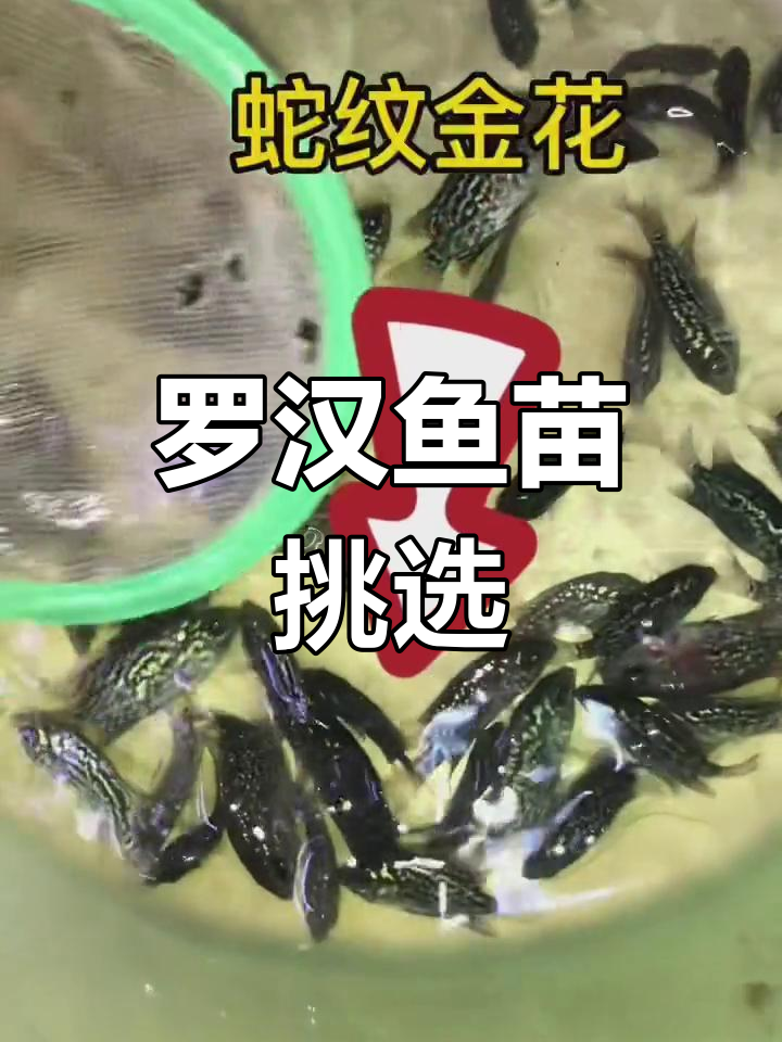 精选罗汉鱼苗挑选过程,红马与金花品种对比