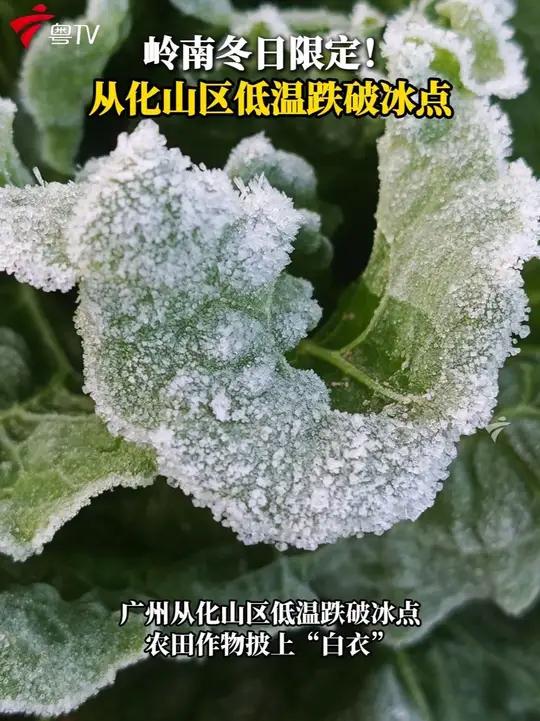 「岭南冬日限定!从化山区低温跌破冰点」广州从化吕田镇展开岭南少见的 “霜色画卷”,成了冬日
