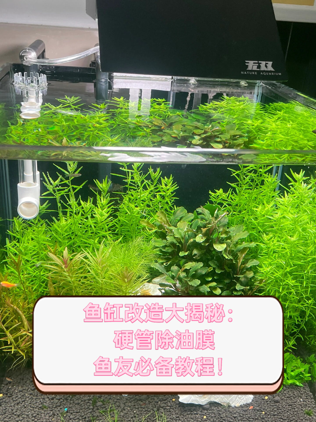 鱼缸改造大揭秘:硬管除油膜,鱼友必备教程!