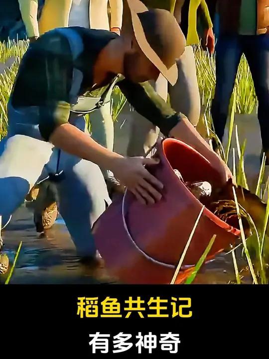 稻田养鱼智慧：以鱼治虫的生态农业实践