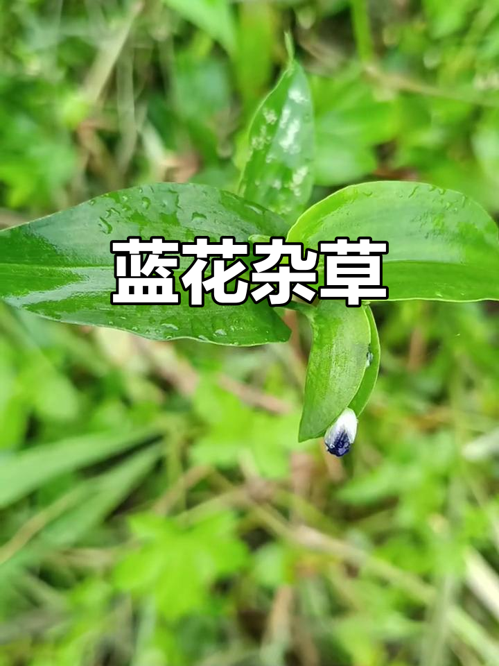 鸡舌菜,蓝花杂草,晨开暮闭