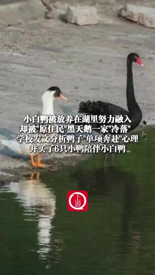 4日28日重庆,学校将小白鸭放养在湖里努力融入却被“原住民”黑天鹅一家“冷落”,西南政法大