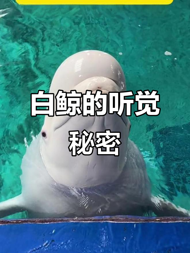 白鲸能听到声音吗？揭秘它们的耳朵和听力范围